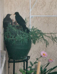 Amsel mit Nest im Blumentopf