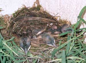 Nest mit Amselkindern