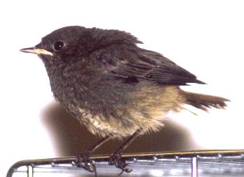 Kleiner Grauer Vogel Mit Braunem Heck