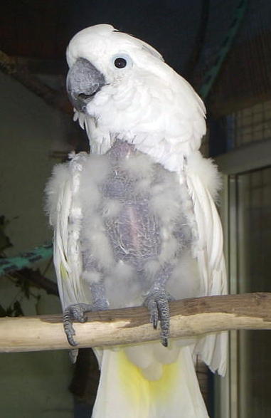 Weißhaubenkakadu-Henne