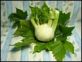 Fenchel.jpg