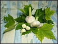 Knoblauch.jpg