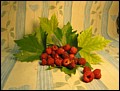 Himbeere.jpg