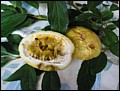 Maracuja.jpg
