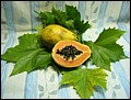 Papaya.jpg