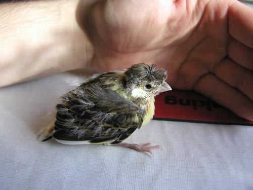 Kanarienvogel, Jungvogel ca. 2 Wochen alt