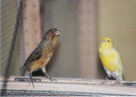 Kanarienvogel, Hähne beim KampfsingenKampfsingen