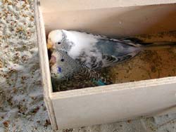 Wellensittichhenne mit Jungen