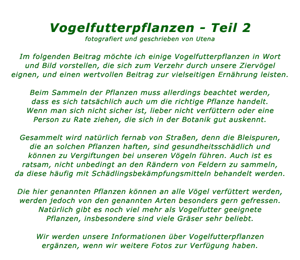 1vogelfutterpflanzen.gif