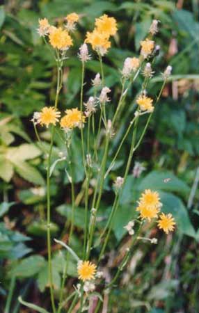 Acker-Gaensedistel.jpg