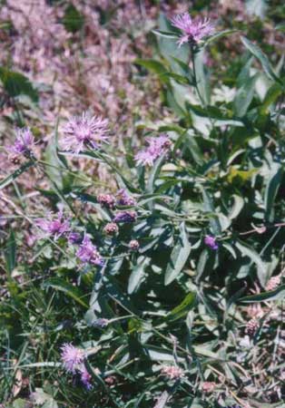 Flockenblume.jpg