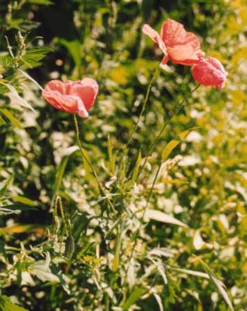 Klatschmohn.jpg