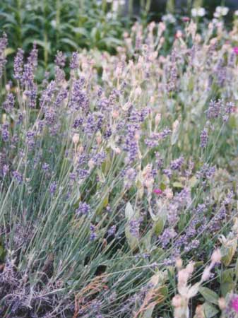 Lavendel.jpg