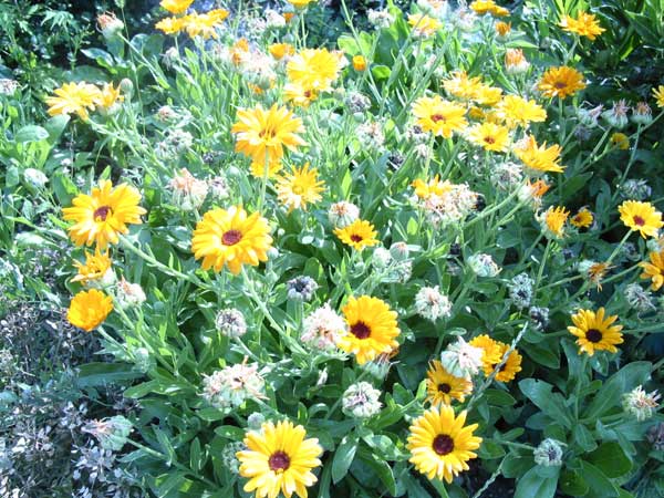 Blumen3846.jpg