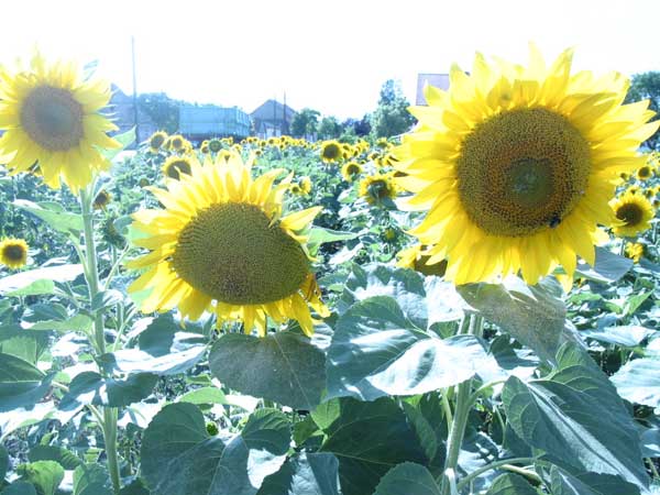 Sonnenblumen3856.jpg