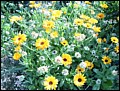 Ringelblume