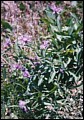 Flockenblume.jpg