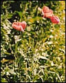 Klatschmohn.jpg