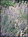 Lavendel.jpg