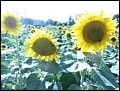 Sonnenblumen3856.jpg
