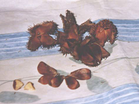 Bucheckern
