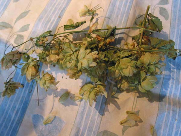 Hopfen