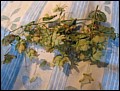 Hopfen