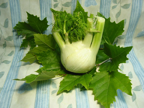 Fenchel.jpg