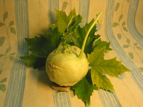 Kohlrabi.jpg