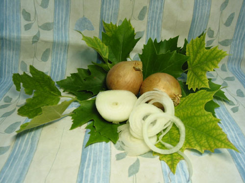 Zwiebel.jpg