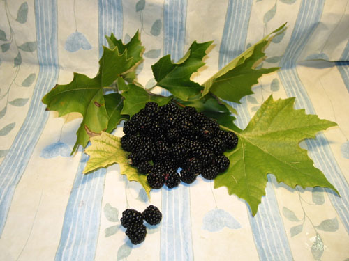 Brombeere.jpg