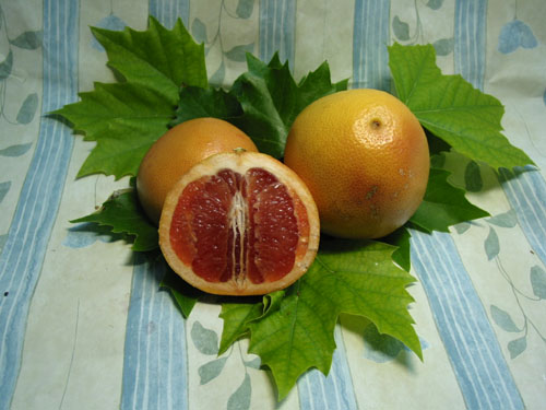 Grapefruit.jpg