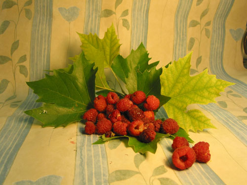 Himbeere.jpg