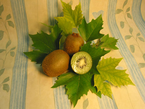 Kiwi.jpg