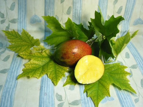 Mango.jpg