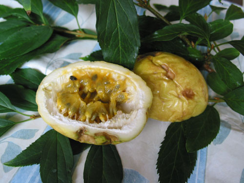 Maracuja.jpg