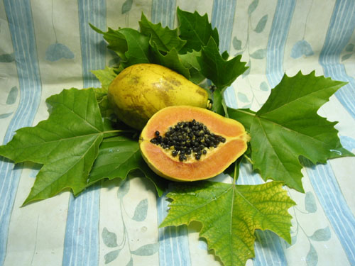 Papaya.jpg