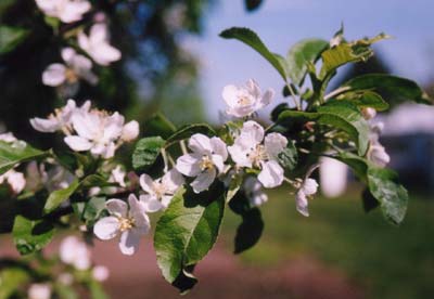 Apfelblüten